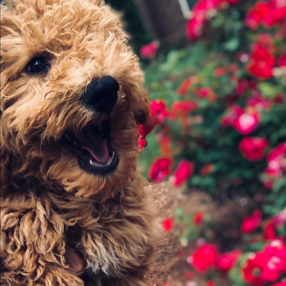 Meet your Posher, Kyle - Picture 1 of 1